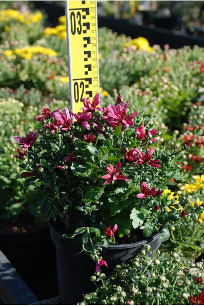 Хризантема Мультіфлора  - 1-3л/вис.15-20см/Ø15-25см